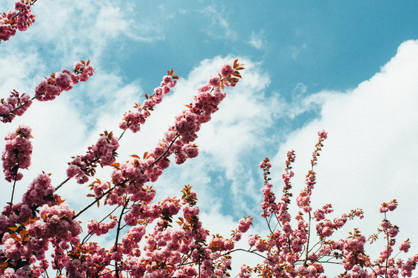 cherry blossom tree and blue sky