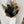 Black rose Dozen by Vancouver Florist